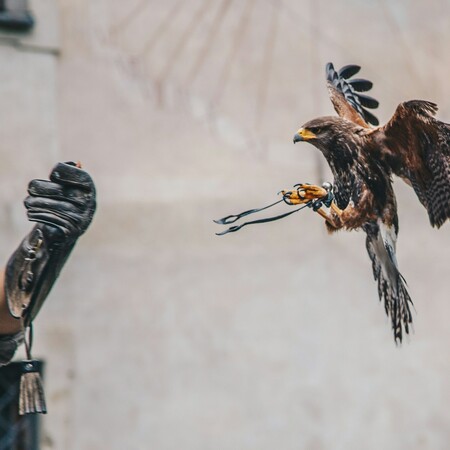 Οι γυναίκες του Μεσαίωνα χρησιμοποιούσαν την εκτροφή γερακιών για να ανατρέψουν τα έμφυλα στερεότυπα