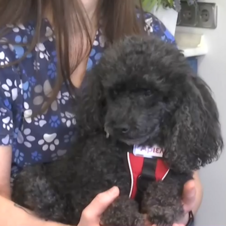 Σκύλος σε ρόλο βοηθού οδοντίατρου στη Θεσσαλονίκη: Η θεραπευτική υποστήριξη ασθενών με τη βοήθεια ζώων