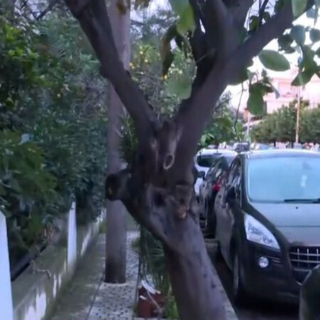 Ελευσίνα: «Το δέντρο είχε εξόγκωμα, έφυγε μέσα σε 3 λεπτά από ακατάσχετη αιμορραγία» λέει ο πρώην σύζυγος της 44χρονης