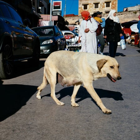 ΜΑΡΟΚΟ ΣΥΚΛΟΣ ΑΔΕΣΠΟΤΑ ΘΑΝΑΤΩΣΗ