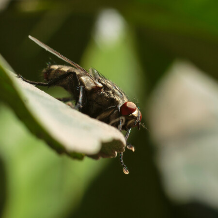 Οι επιστήμονες προειδοποιούν - Η εξαιρετικά επώδυνη τροπική νόσος chikungunya απειλεί πλέον την Ευρώπη