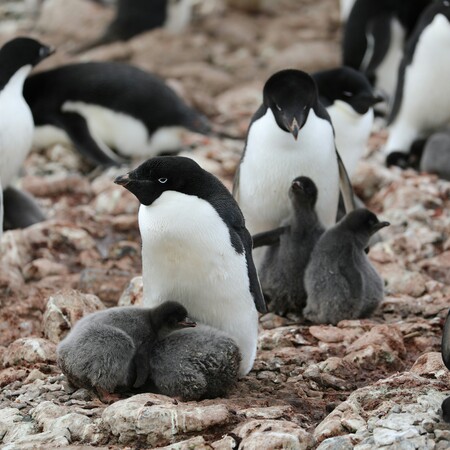 ΠΙΓΚΟΥΙΝΟΙ ΑΝΤΑΡΚΤΙΚΗ ΓΡΙΠΤΗ ΤΩΝ ΠΤΗΝΩΝ