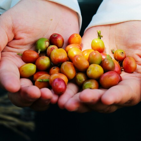 ΚΑΦΕΣ ΚΟΚΚΟΙ ΚΑΦΕ 