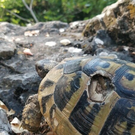ΧΕΛΩΝΑ ΜΕΓΑΛΗ ΠΡΕΣΠΑ ΑΡΣΕΝΙΚΑ