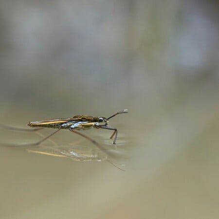 ΙΟΣ CHIKUNGUNYA ΕΠΙΠΛΟΚΕΣ ΜΑΤΙΝΑ ΠΑΓΩΝΗ