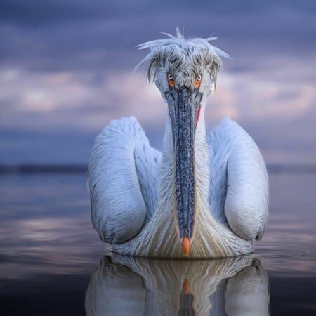 ΑΡΓΥΡΟΠΕΛΕΚΑΝΟΣ ΚΕΡΚΙΝΗ NATIONAL GEOGRAPHIC