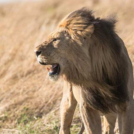 ΛΙΟΝΤΑΡΙ DNA ΛΑΘΡΟΘΗΡΙΑ ΖΙΜΠΑΜΠΟΥΕ