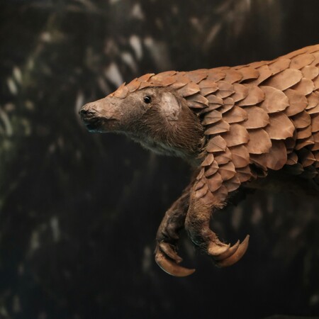 ΠΑΓΚΟΛΙΝΟΣ ΘΗΛΑΣΤΙΚΟ ΤΡΑΦΙΚΙΝΓΚ