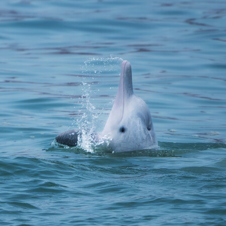 ΔΕΛΦΙΝΙΑ ΑΠΕΙΛΟΥΜΕΝΟ ΕΙΔΟΣ ΤΟΞΙΚΕΣ ΟΥΣΙΕΣ ΟΘΟΝΕΣ