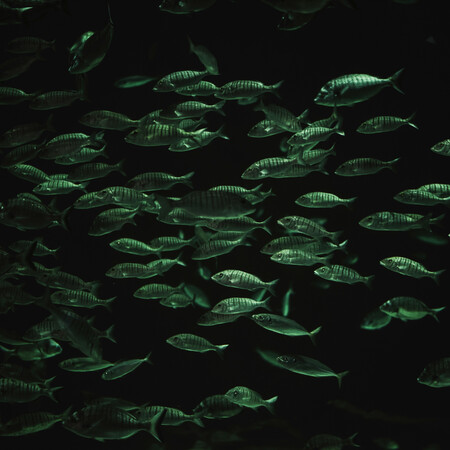 Η άνοδος της θερμοκρασίας των ωκεανών προκαλεί δραματική μείωση της θαλάσσιας ζωής