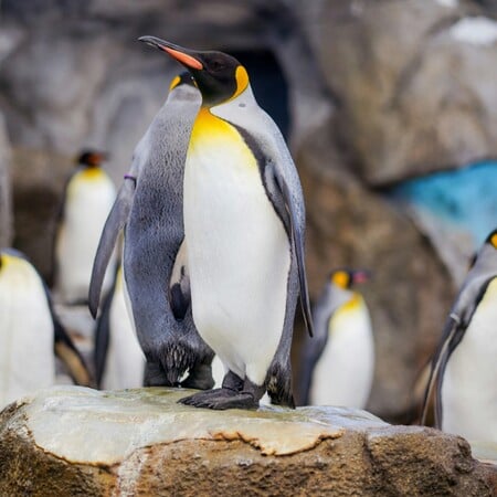 ΑΥΤΟΚΡΑΤΟΡΙΚΟΙ ΠΙΓΚΟΥΙΝΟΙ ΑΝΤΑΡΚΤΙΚΗ