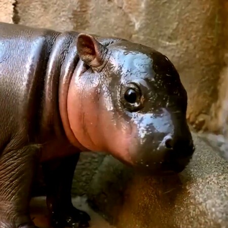 ΠΥΓΜΑΙΟΣ ΙΠΠΟΠΟΤΑΜΟΣ ΑΡΙΖΟΝΑ