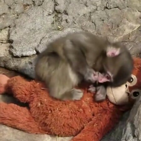 PUNCH ΙΑΠΩΝΙΑ ΜΑΚΑΚΟΣ ΜΑΪΜΟΥ ΛΟΥΤΡΙΝΟ ΠΑΙΧΝΙΔΙ