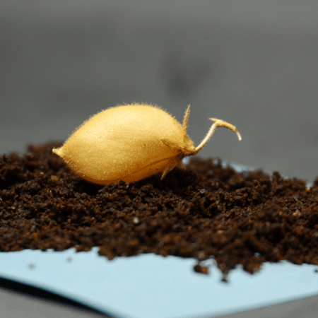 ΣΕΛΗΝΗ ΦΕΓΓΑΡΙ ΡΕΒΙΘΙΑ