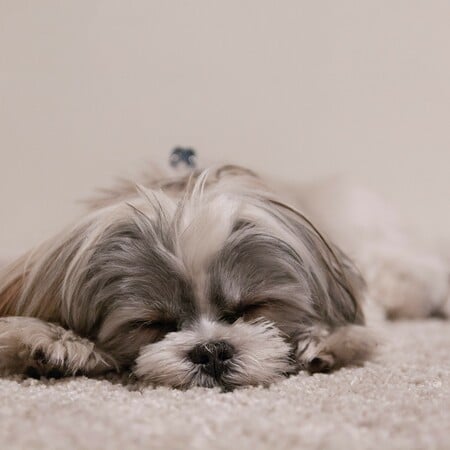 ΕΛΛΗΝΕΣ ΝΤΟΥΜΠΑΙ ΚΑΤΟΙΚΙΔΙΑ ΕΠΑΝΑΠΑΤΡΙΣΜΟΣ