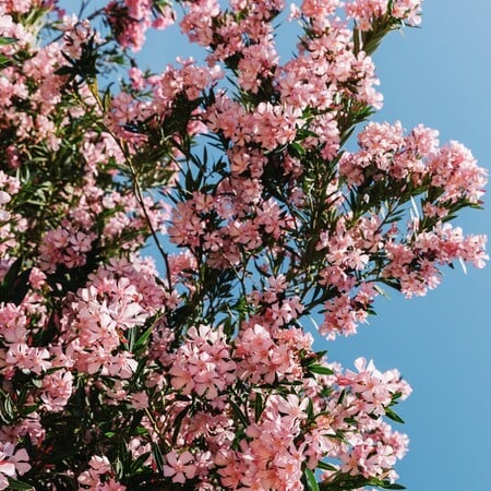 Γιατί θέλουν να ξεριζώσουν τις πικροδάφνες από τα σχολεία;