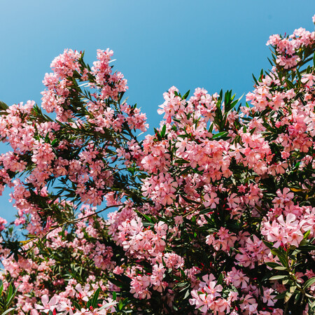 Γιατί θέλουν να ξεριζώσουν τις πικροδάφνες από τα σχολεία;