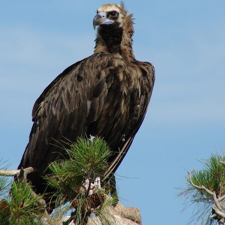 ΘΑΝΑΤΩΣΗ ΜΑΥΡΟΓΥΠΑΣ ΔΑΣΟΣ ΔΑΔΙΑ