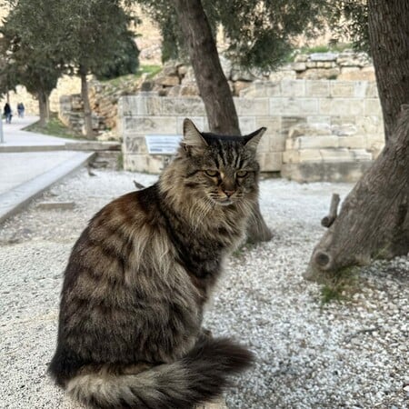 Πέθανε η Λουκία, η πιο δημοφιλής γάτα της Ακρόπολης