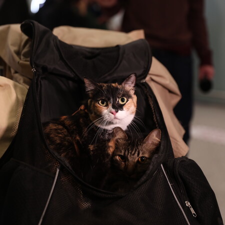 ΕΛΛΗΝΕΣ ΚΑΤΟΙΚΙΔΙΑ ΕΠΑΝΑΠΑΤΡΙΣΜΟΣ ΕΛΛΑΔΑ ΜΕΣΗ ΑΝΑΤΟΛΗ