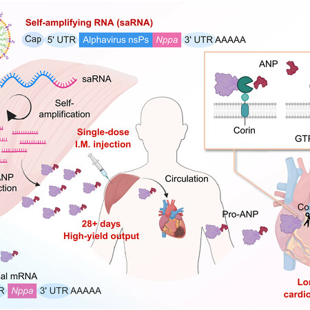 ΚΑΡΔΙΑ RNA ΘΕΡΑΠΕΙΑ ΕΜΦΡΑΓΜΑ