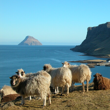 Ο Πυθέας ο Μασσαλιώτης, τα Νησιά Φερόε και η προβατίνα