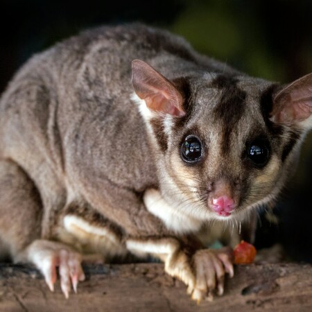 ΑΥΣΤΡΑΛΙΑ ΠΟΣΟΥΜ ΑΕΡΟΔΡΟΜΙΟ ΚΑΤΑΣΤΗΜΑ