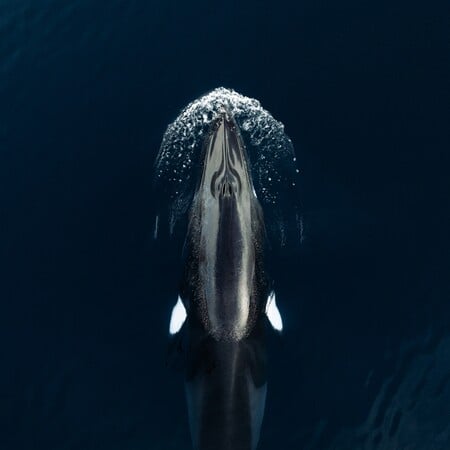 ΦΑΛΑΙΝΑ ΙΧΝΗ DNA