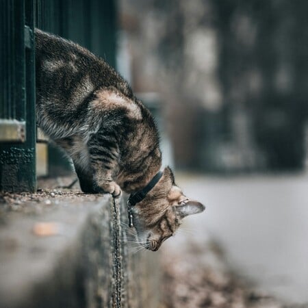 ΓΑΤΕΣ ΕΡΕΥΝΑ