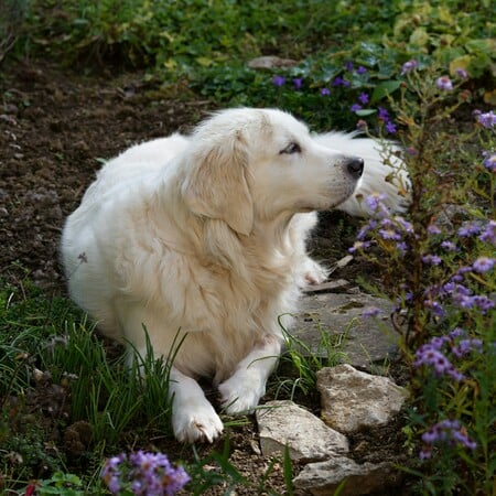 ΒΡΕΤΑΝΙΑ ΣΚΥΛΟΣ ΔΟΛΟΦΟΝΙΑ