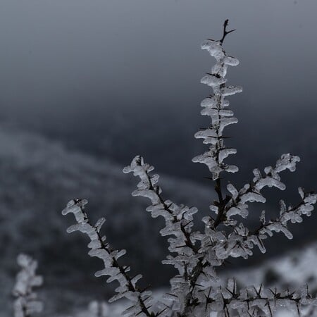 ΚΑΙΡΟΣ ΤΣΑΤΡΑΦΥΛΛΙΑΣ ΚΡΥΟ ΠΑΣΧΑ