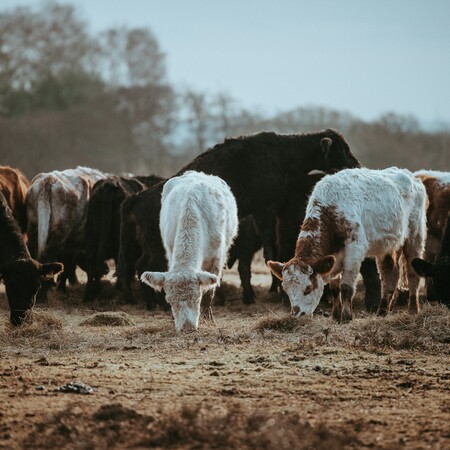 ΛΕΣΒΟΣ ΜΥΤΙΛΗΝΗ ΑΦΘΩΔΗΣ ΠΥΡΕΤΟΣ