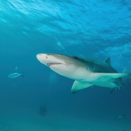 ΚΑΡΧΑΡΙΕΣ ΜΠΑΧΑΜΕΣ ΚΟΚΑΙΝΗ ΚΑΦΕΙΝΗ