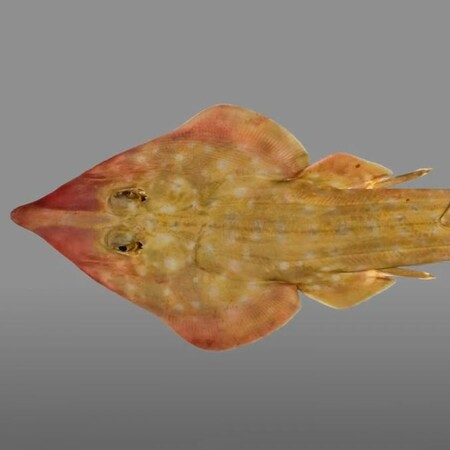 ΚΑΡΧΑΡΙΑΣ ΚΙΘΑΡΑ