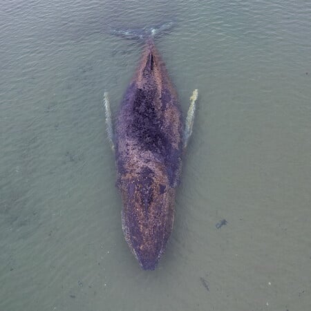 ΦΑΛΑΙΝΑ ΓΕΡΜΑΝΙΑ ΔΙΑΣΩΣΗ