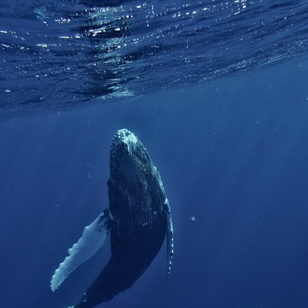ΦΑΛΑΙΝΑ ΦΥΣΗΤΗΡΑΣ ΓΕΝΝΑ