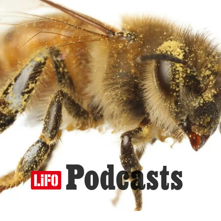 Πώς θα προστατεύσουμε τις μέλισσες;