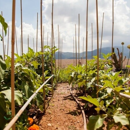 Ένα απίστευτο μποστάνι σε μια ταράτσα της Κηφισίας με κατσίκες, κοτόπουλα και ντομάτες