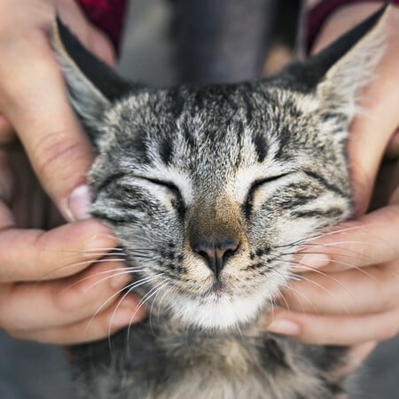 Cat Festival 2026: Η περιέργεια γιορτάζει τη γάτα
