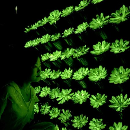 ΚΙΝΑ ΕΠΙΣΤΗΜΟΝΕΣ ΦΥΤΑ ΦΩΣ