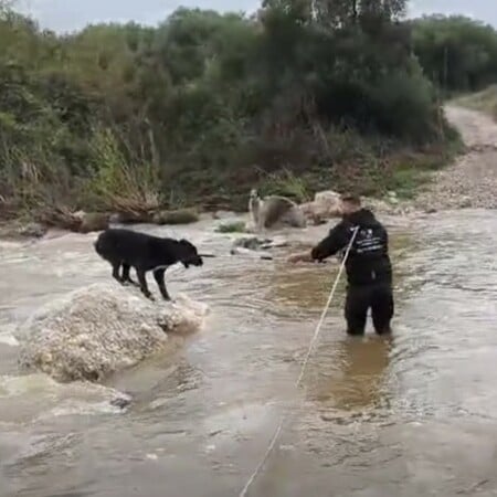ΣΚΥΛΟΙ ΧΑΛΚΙΔΙΚΗ ΔΙΑΣΩΣΗ ΒΡΟΧΟΠΤΩΣΗ ΠΟΤΑΜΟΣ