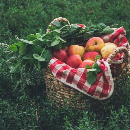 ΦΥΤΙΚΕΣ ΙΝΕΣ ΠΟΤΕ