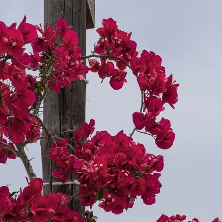 ΚΑΙΡΟΣ ΜΕΓΑΛΗ ΕΒΔΟΜΑΔΑ ΠΑΣΧΑ