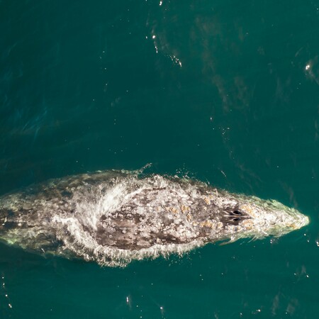 ΦΑΛΑΙΝΑ ΗΠΑ ΟΥΑΣΙΝΓΚΤΟΝ