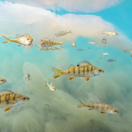 ΦΩΤΟΓΡΑΦΙΑ ΦΙΝΛΑΝΔΙΑ ΨΑΡΙΑ