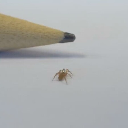 ΑΡΑΧΝΗ ΙΣΠΑΝΙΑ