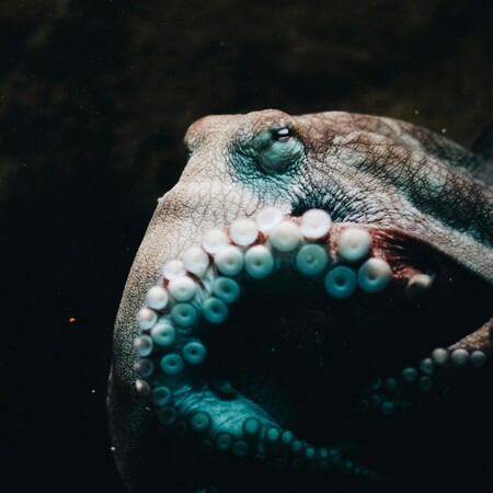 ΧΤΑΠΟΔΙ ΑΠΟΛΙΘΩΜΑ ΝΑΥΤΙΛΟΣ ΑΝΑΚΑΛΥΨΗ