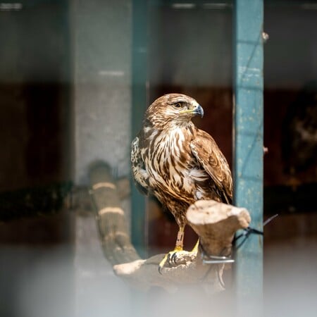 Μια διαφορετική Δευτέρα στο γραφείο: Επίσκεψη στο καταφύγιο της ΑΝΙΜΑ με το The Collective 