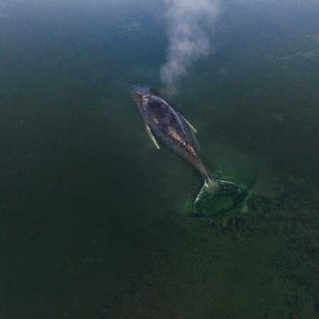 ΜΕΓΑΠΤΕΡΗ ΦΑΛΑΙΝΑ ΓΕΡΜΑΝΙΚΕΣ ΑΚΤΕΣ