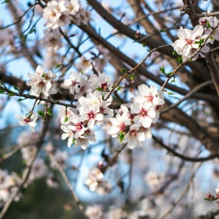 ΚΑΙΡΟΣ ΑΝΟΙΞΗ ΑΦΡΙΚΑΝΙΚΗ ΣΚΟΝΗ